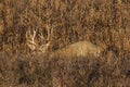 Mule Deer Hiding in Bushes