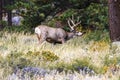 Mule Deer