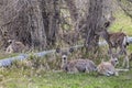 Mule deer irrigated field irrigation Royalty Free Stock Photo