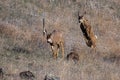 Mule Deer Jumping Over a Fence Royalty Free Stock Photo