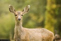 Mule Deer looking at the camera in a light drizzle Royalty Free Stock Photo