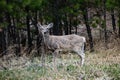 Mule Deer making a face at the camera Royalty Free Stock Photo