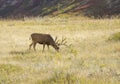 Mule Deer in Meadow Royalty Free Stock Photo