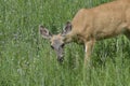 Mule deer in meadow Royalty Free Stock Photo