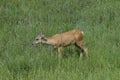 Mule deer in meadow Royalty Free Stock Photo