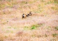 Mule deer on the meadow Royalty Free Stock Photo