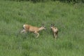 Mule deer in meadow Royalty Free Stock Photo