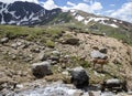 Mule deer mother and twins in the mountains Royalty Free Stock Photo