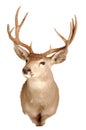 Mule deer mount Royalty Free Stock Photo