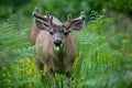 Mule Deer Royalty Free Stock Photo