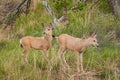 Mule Deer (Odocileus hemionus) in Grasses