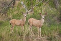 Mule Deer (Odocileus hemionus) Look Up