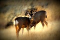 Mule deer (Odocoileus hemionus) doe pair with focus on brown eye Royalty Free Stock Photo