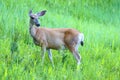 Mule Deer (Odocoileus hemionus)