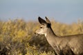 Mule Deer, Odocoileus hemionus Royalty Free Stock Photo
