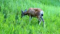 Mule Deer (Odocoileus hemionus)