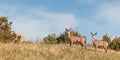 Mule Deer (Odocoileus hemionus) Buck and Doe