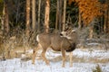 Mule deer Odocoileus hemionus buck walking in snowy forest