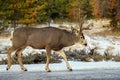 Mule deer Odocoileus hemionus buck walking in snowy forest