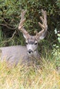 Mule Deer Odocoileus hemionus Buck