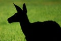 Mule deer silhouette Royalty Free Stock Photo