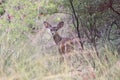 A Mule Deer, Odocoileus hemionus, in forest Royalty Free Stock Photo