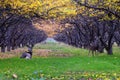 Mule Deer, Odocoileus hemionus, herd grazing in the fall autumn morning around an apple tree orchard in Provo Utah County along th Royalty Free Stock Photo