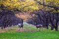 Mule Deer, Odocoileus hemionus, herd grazing in the fall autumn morning around an apple tree orchard in Provo Utah County along th Royalty Free Stock Photo