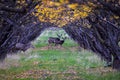 Mule Deer, Odocoileus hemionus, herd grazing in the fall autumn morning around an apple tree orchard in Provo Utah County along th Royalty Free Stock Photo