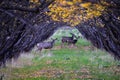 Mule Deer, Odocoileus hemionus, herd grazing in the fall autumn morning around an apple tree orchard in Provo Utah County along th Royalty Free Stock Photo