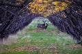 Mule Deer, Odocoileus hemionus, herd grazing in the fall autumn morning around an apple tree orchard in Provo Utah County along th Royalty Free Stock Photo