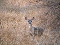 Mule deer Odocoileus hemionus portrait  in field Royalty Free Stock Photo
