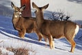 Mule Deer (Odocoileus hemionus) at Rocky Mountain N.P. Royalty Free Stock Photo