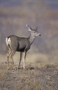 Mule deer, Odocoileus hemionus