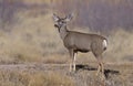 Mule deer, Odocoileus hemionus Royalty Free Stock Photo