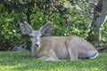 Mule deer buck Odocoileus hemionus in velvet Royalty Free Stock Photo