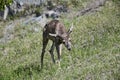 Mule deer Odocoileus hemionus Royalty Free Stock Photo