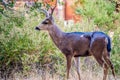 A Mule Deer in Paicines-San Benito, California Royalty Free Stock Photo