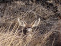 Mule Deer Peek a Boo Royalty Free Stock Photo