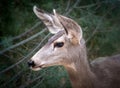 Mule Deer Profile of Head