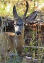 A mule deer resting in the shade