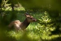 Mule Deer Rests in Yellowstone