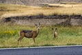 Mule deer on road side in The Badlands National Park, South Dakota, USA Royalty Free Stock Photo