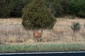 Mule Deer beside a road in summer Royalty Free Stock Photo