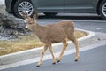 Mule deer on a road in winter Royalty Free Stock Photo