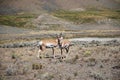 Mule Deer in Rocky Mountain Landscape in Yellowstone National Park, Wyoming Royalty Free Stock Photo