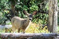 Mule Deer in Rocky Mountain National Park Royalty Free Stock Photo