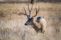 Mule Deer in the Rocky Mountains of Colorado Royalty Free Stock Photo