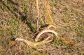 Mule Deer Sheds - Four Point Antlers