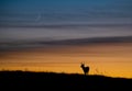 Mule deer silhouette in Banff Canada Royalty Free Stock Photo